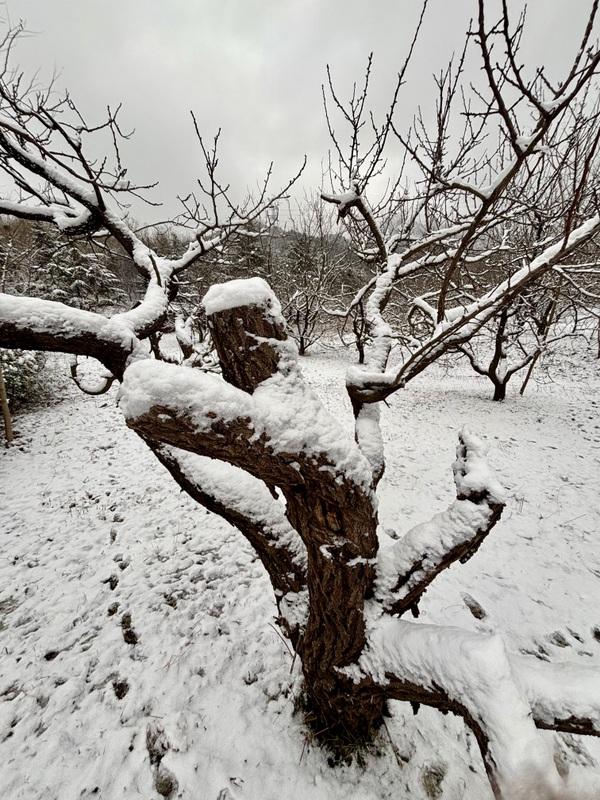 瑞雪飘然而至中国海滨城市青岛