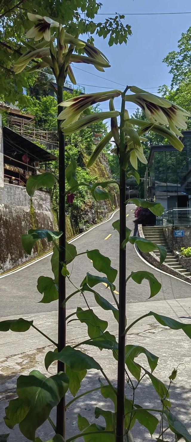 即兴打油：再游崇州九龙沟