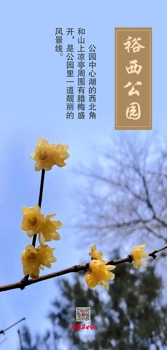 错过等一年！咱石家庄的蜡梅开啦~（附赏花点）