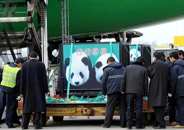 胆大包天！台当局要将中国国宝献给日本？国台办撂下狠话