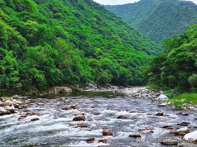 云海翻涌,薄雾缭绕,在黑河山间邂逅“山林仙境”
