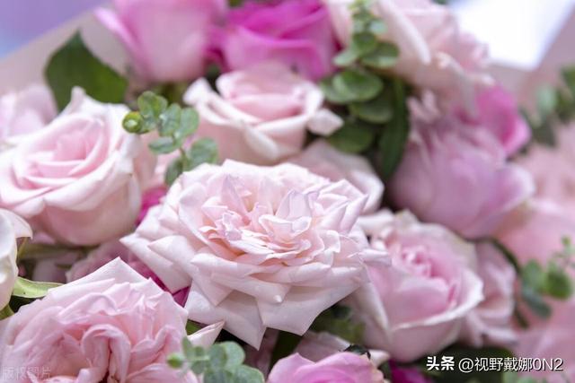 玫瑰颜色选错=表错情！9种颜色花语全解析，送花前必看