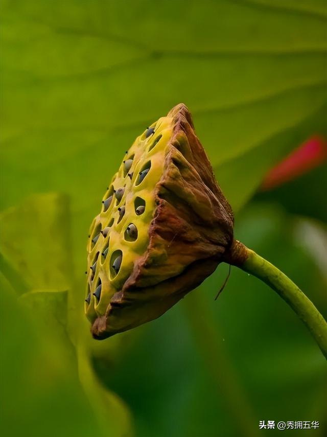 翠湖初秋：荷落莲生，静候十月斑斓