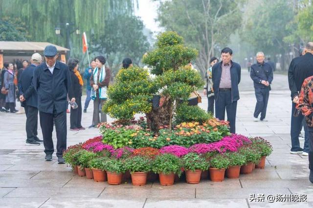 近万盆彩菊进入最佳观赏期！瘦西湖金秋菊花会来了
