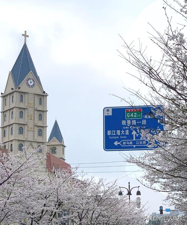 成都都江堰最美樱花开了，粉白绚烂，美得惊心动魄，不要门票！