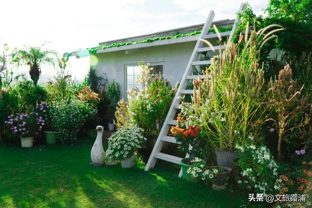 霞浦花沁石,海边莫奈花园的秋冬独属烂漫