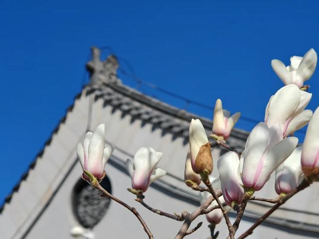 连云港春日“顶流”来啦！