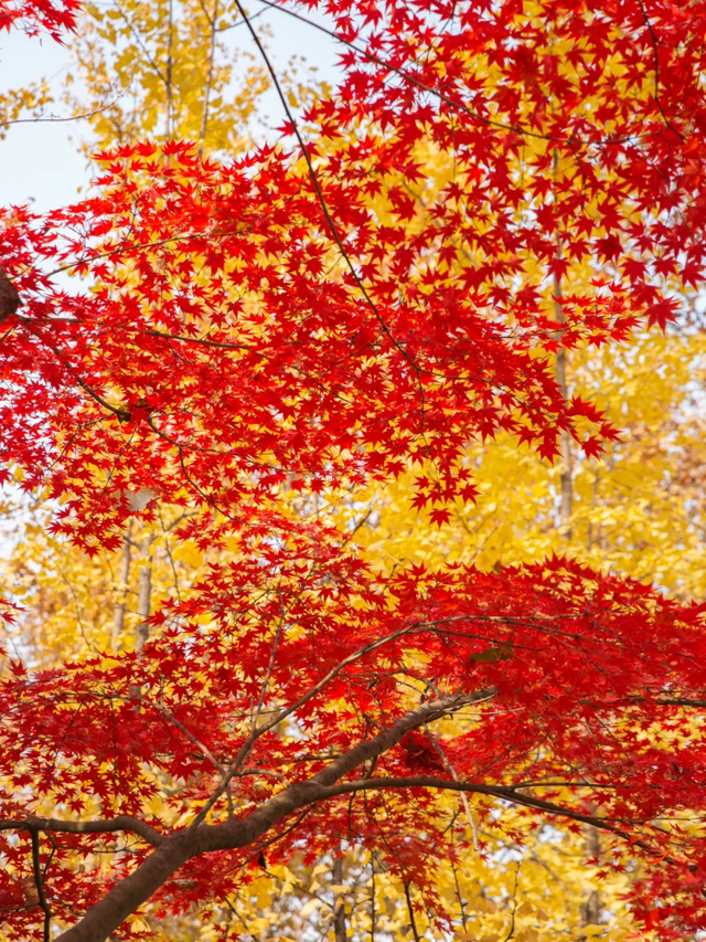 临沂「红杉」「红枫」浓度拉满，出片率100%