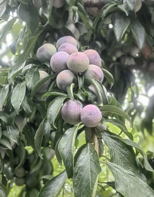 【美丽四川】茂县：云朵上的羌寨 夏日避暑天堂‖柳红樱