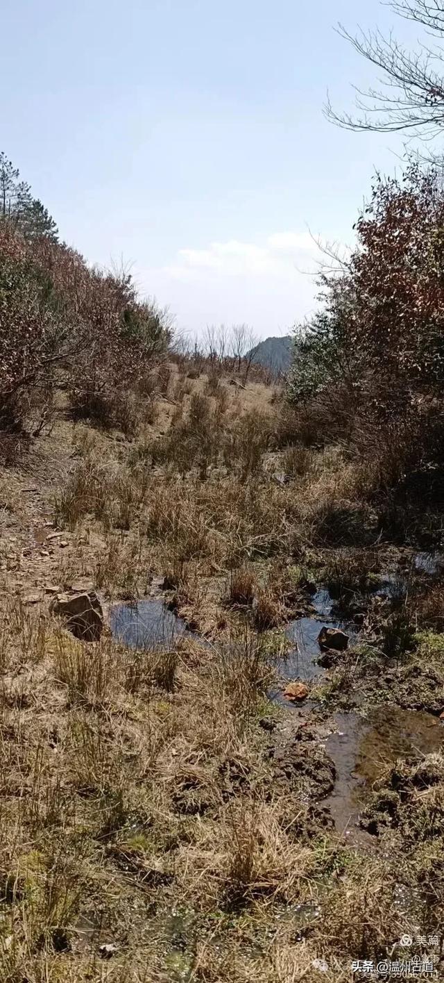 探秘楠溪江源头之三——初探这片鲜为人知的原始森林