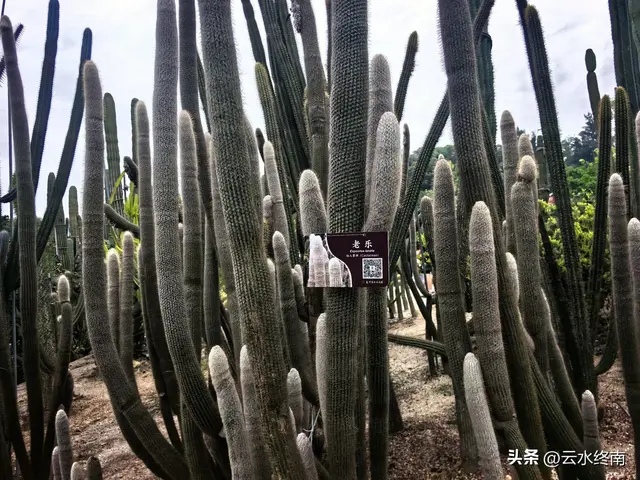 一个五A级植物园，到底藏着哪些值得看的地方，这是最实在的攻略