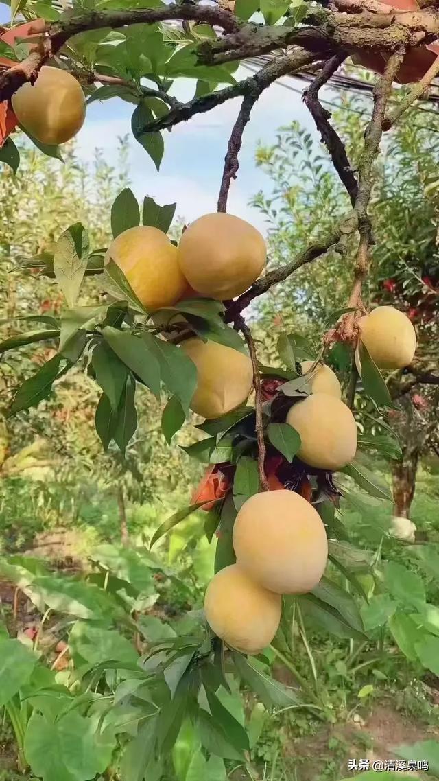寻梦九峰菩提院