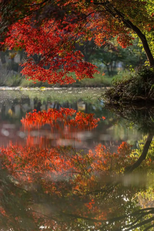 此刻，随手拍洛阳，美景如画！