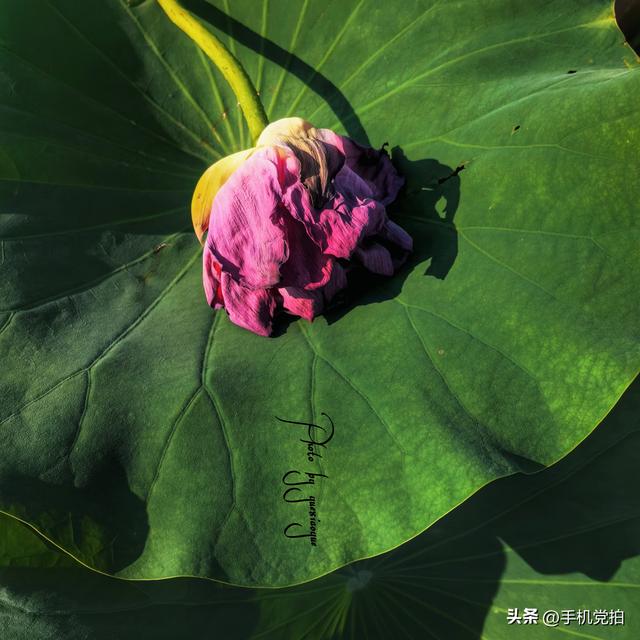 带你逛拍天津小站荷花塘｜这里的荷景别样美