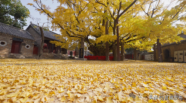 首日突破10000人！浮来山银杏季从从容容花式“宠客”！