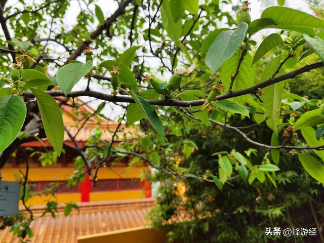蜀山古南街寻东坡书院，显圣禅寺邂逅三姑夫人的故事