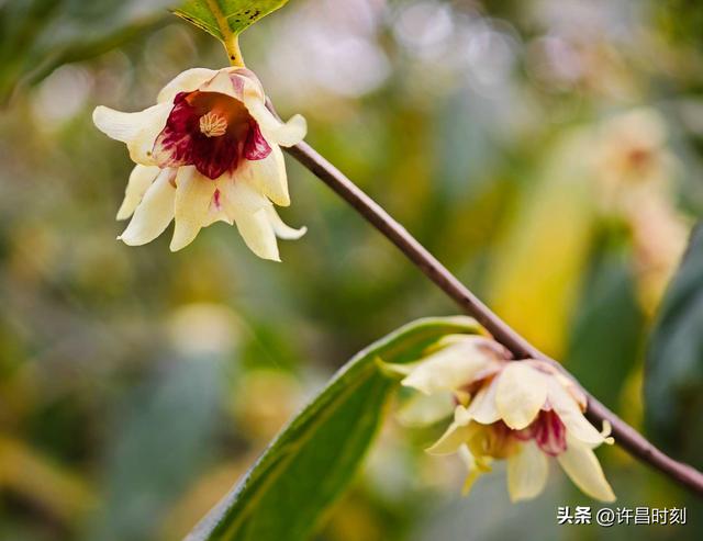 许昌冬日“顶流”美景上线，速来打卡！