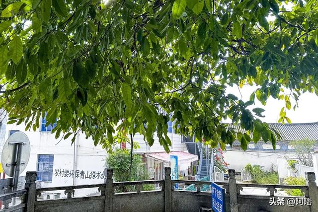 大理有棵黄葛树已经600多岁,曾被砍去一半,如今却枝繁叶茂
