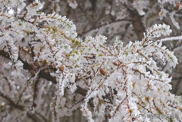 五台山景区雾凇奇观：金秋银装绘就冰雪童话