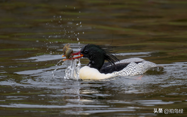 短视频，可能正在摧毁鸟类摄影
