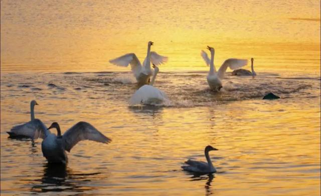 黄河！天鹅！壁画！美食！四条主题线路打开初冬的N种游玩方式