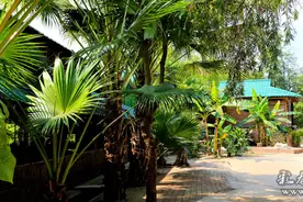 云南孟定南汀香蕉林，遇见傣族小卜哨的美丽瞬间图片