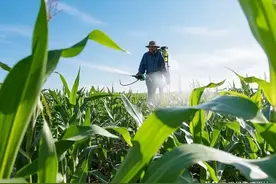 玉米除草的黄金时间就这几天！错过再打药全白费！图片