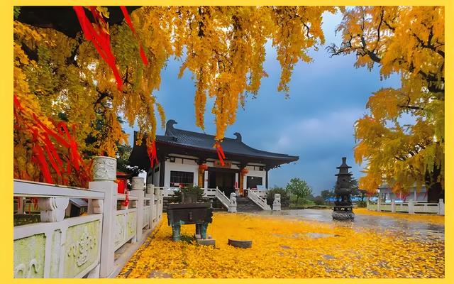 留着打卡！寺庙与千年古杏更配，每一张都是大片！