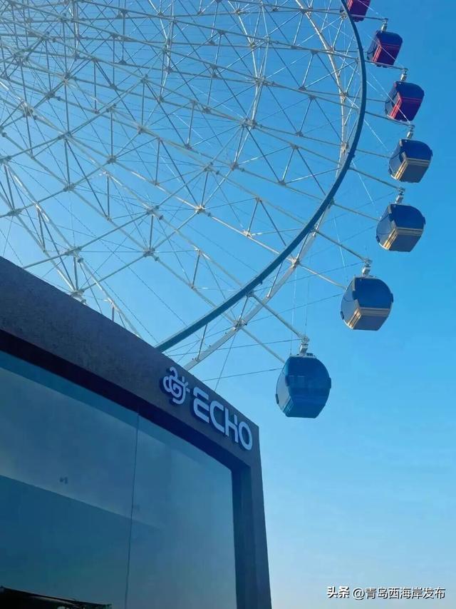 在唐岛湾，一起“鸥”遇吧！