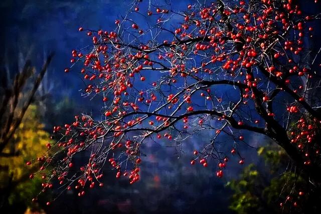 柿子熟了！淄博这些“柿”情画意，超出片！