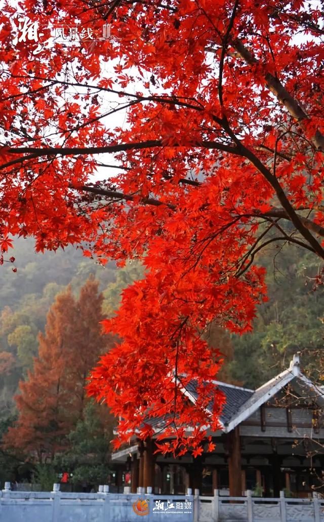 湖南“追枫”地图更新！哪片红对你的味？