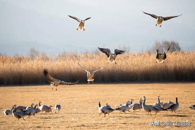 来丽江拉市海，赴一场万鸟齐飞的冬日浪漫