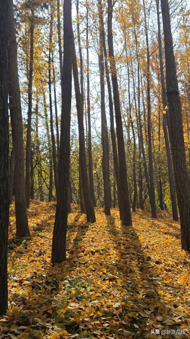 立冬已至，潍坊的秋意仍浓，这里的风景绝美