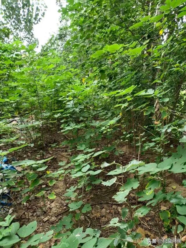 商丘市历史上小铁路