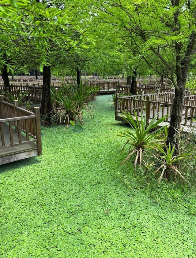 厦门五缘湾迷宫，位于五缘湾湿地公园，厦门最大的户外木栈道迷宫