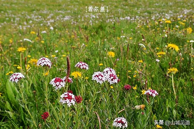 川西若尔盖大草原环线自驾攻略