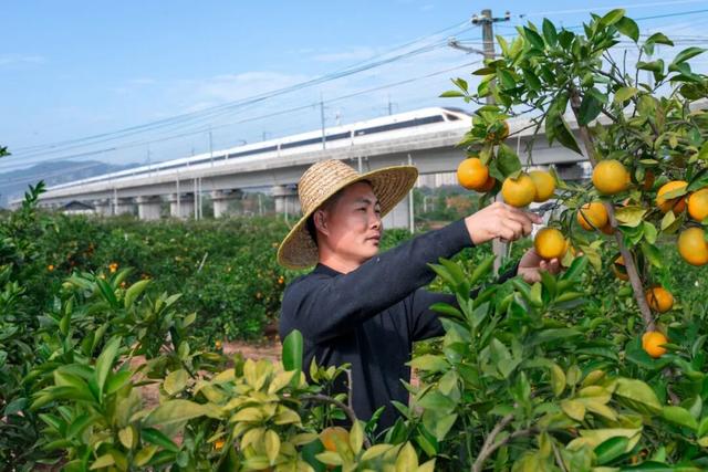 奔“县” | 橙色美好奔赴而来，你尝了么？