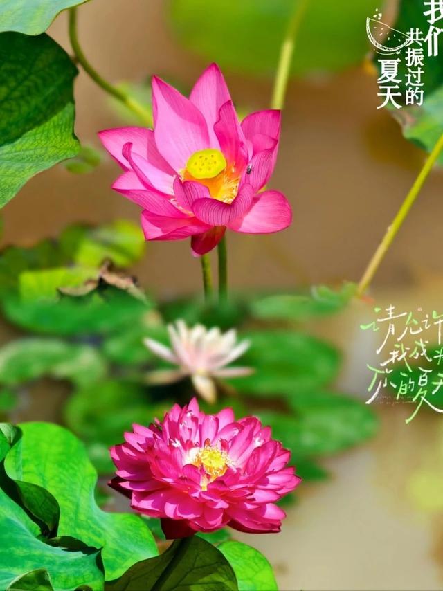 神仙一“夏”！蓬莱夏日好耍地，上线啦