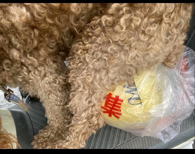 笑死了！每个骑电动车拿快递的铲屎官，都欠狗子一个道歉，哈哈~