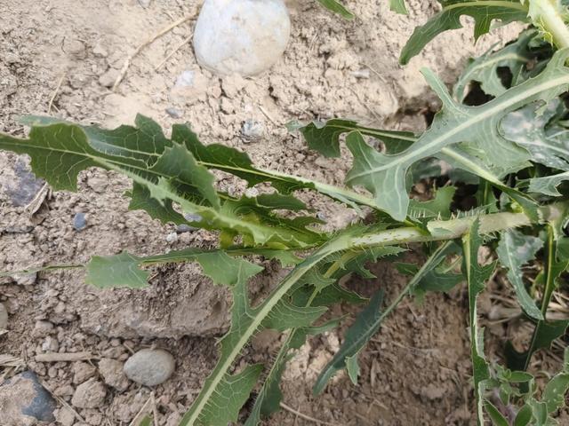 野莴苣：外形像翅果菊，它是一种有毒草本