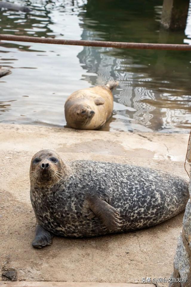 【乐游烟台】今天！可爱“豹”击来喽🦭