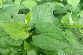 老人口中的“消炎王”，闻着臭吃着香，价值珍贵，感冒咳嗽就找它图片