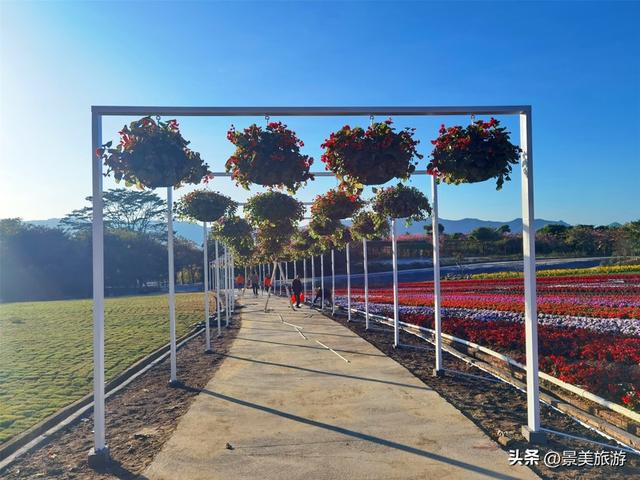 佛山市民国庆出游不用出家门，三水这个花主题景区将游客拉回春天