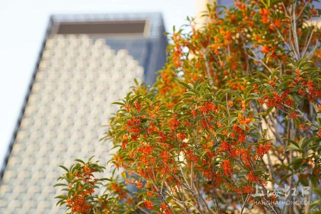 满城甜香，速赏桂花！莫要错过这迟来的秋日芬芳