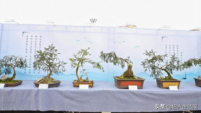 2025绍兴盆景艺术展10月亮相嵊州！邀您共赴一场视觉盛宴