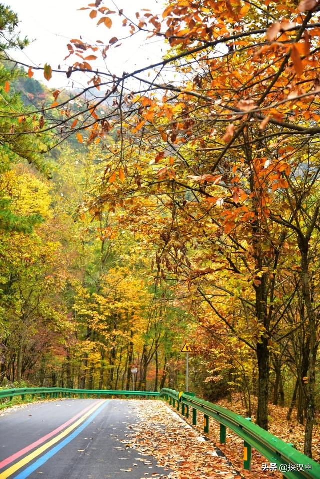 秋遇草川子，红叶醉游人