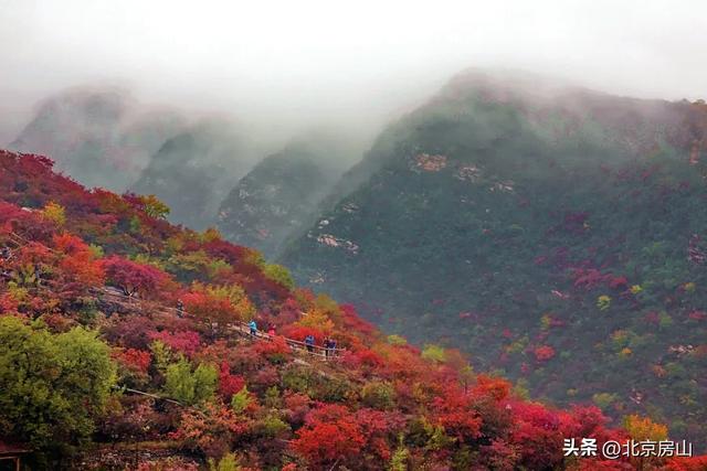 从“初见”到“浓烈”！坡峰岭红叶全景时间表■■■□□□□
