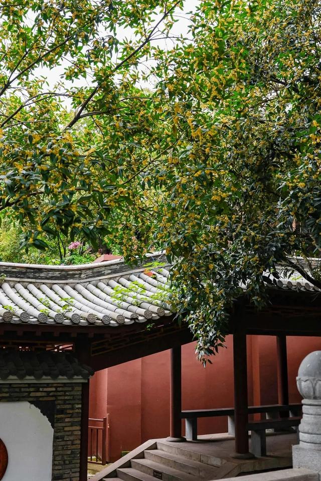 pong香！成都市区10大桂花观赏地，地铁直达0门票！
