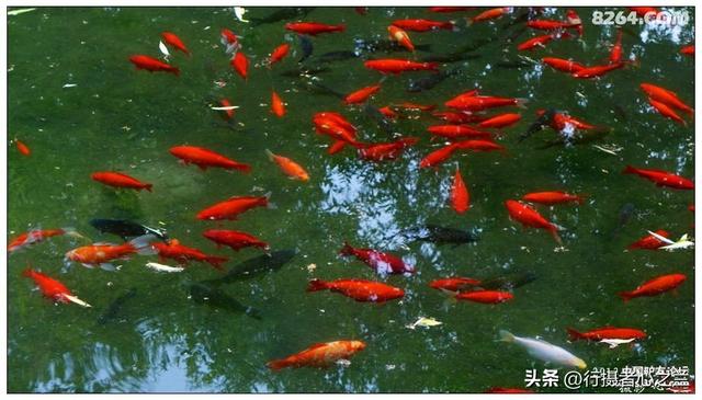 山东行游影记（11）—济南趵突泉（十一）