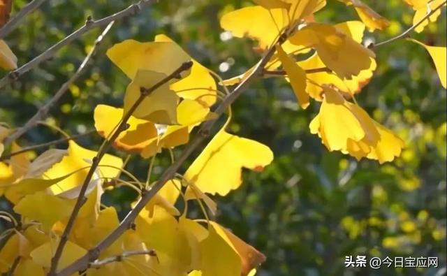 宝应的银杏：一树秋黄、半城诗意